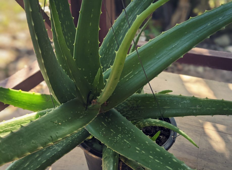 Aloe Vera Plant Care