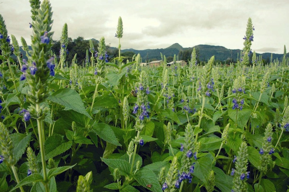 Growing Chia Seed: How to Grow and Harvest Chia The Organic Way