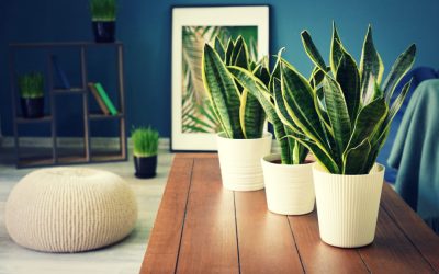 Top 13 Air Purifying House Plants That Won’t Kill Your Cats!