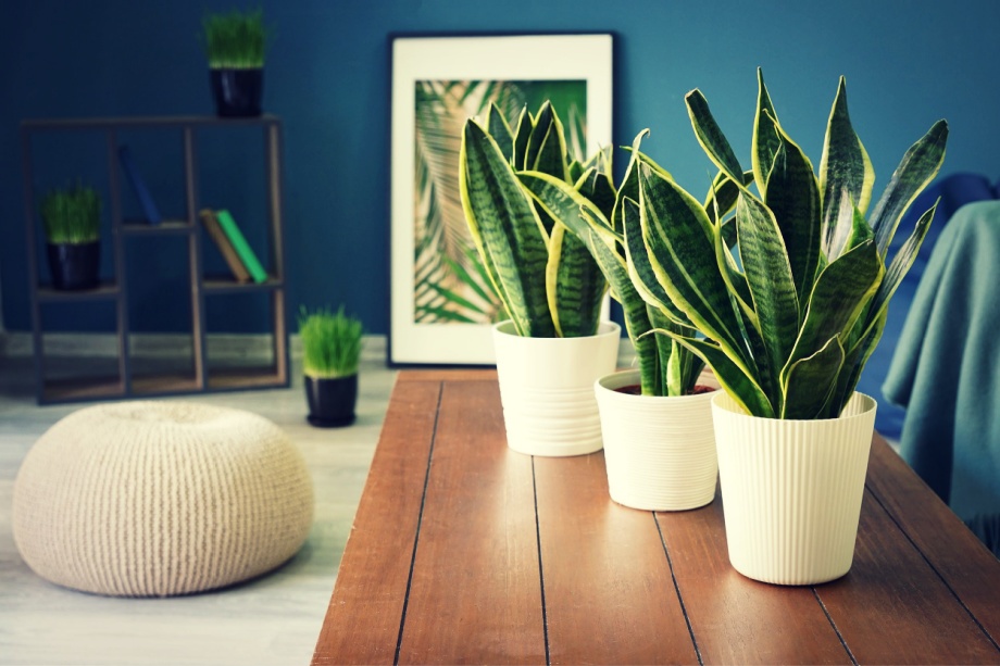 Top 13 Air Purifying House Plants That Won’t Kill Your Cats!